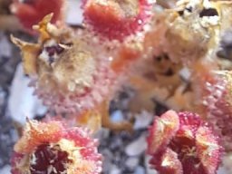 Mesembryanthemum crystallinum few fruit capsules